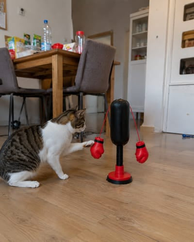 PunchCat™